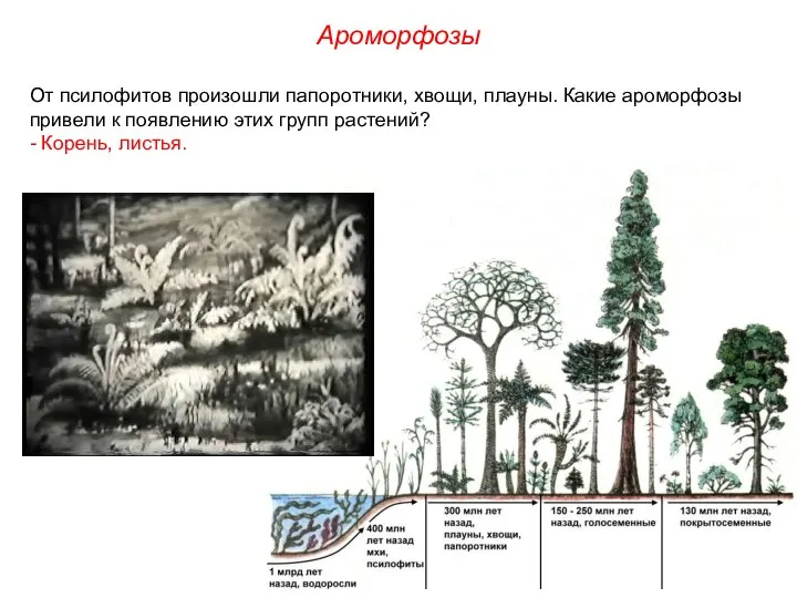 От псилофитов произошли папоротники, хвощи, плауны. Какие ароморфозы привели к появлению