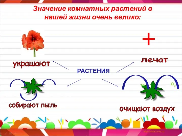 Значение комнатных растений в нашей жизни очень велико: украшают РАСТЕНИЯ собирают