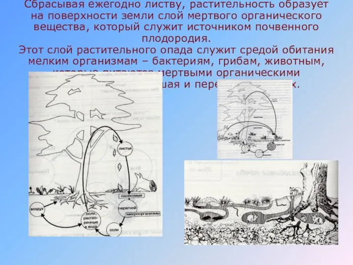 Сбрасывая ежегодно листву, растительность образует на поверхности земли слой мертвого органического