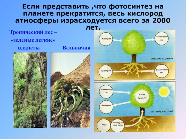 Если представить ,что фотосинтез на планете прекратится, весь кислород атмосферы израсходуется