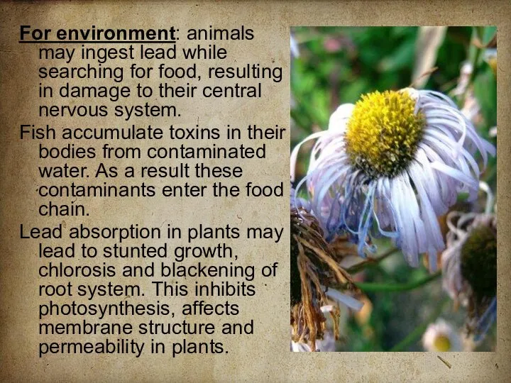 For environment: animals may ingest lead while searching for food, resulting