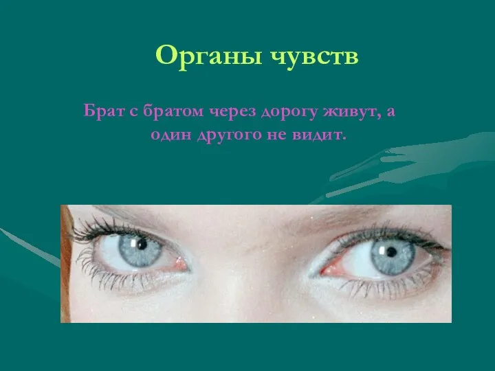 Органы чувств Брат с братом через дорогу живут, а один другого не видит.