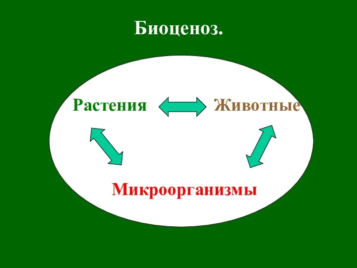 Биоценоз. Растения Животные Микроорганизмы