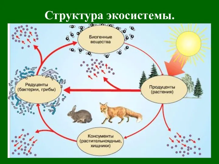 Структура экосистемы.