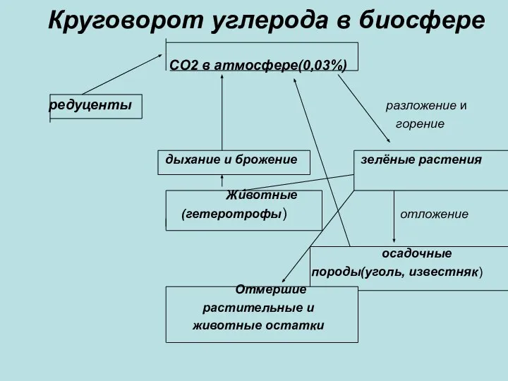 Круговорот углерода в биосфере СО2 в атмосфере(0,03%) редуценты разложение и горение