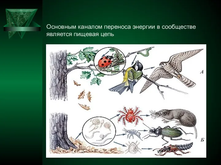 Основным каналом переноса энергии в сообществе является пищевая цепь