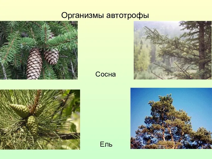 Организмы автотрофы Сосна Ель