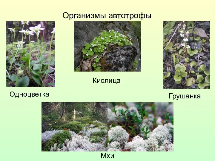 Организмы автотрофы Кислица Одноцветка Мхи Грушанка