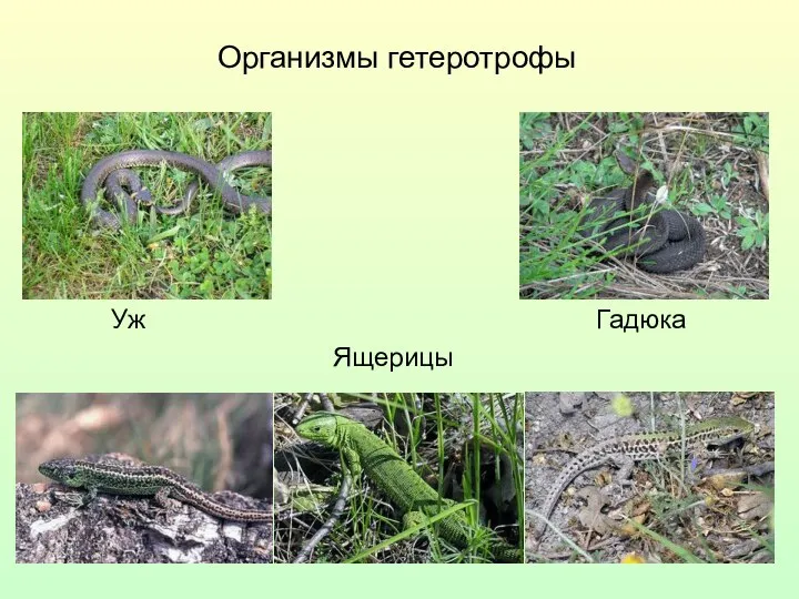 Организмы гетеротрофы Гадюка Уж Ящерицы