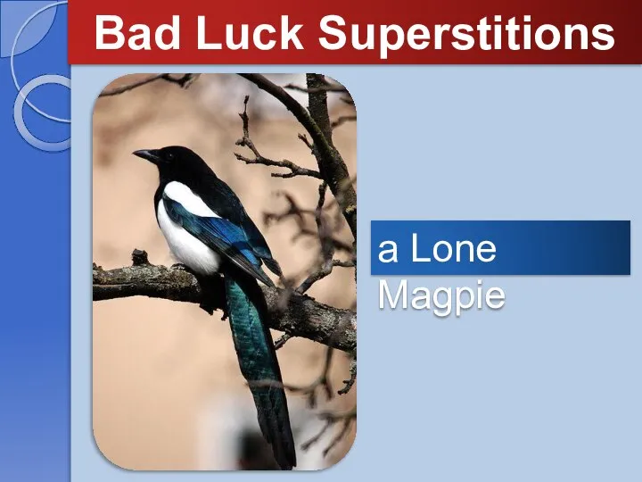 Bad Luck Superstitions a Lone Magpie