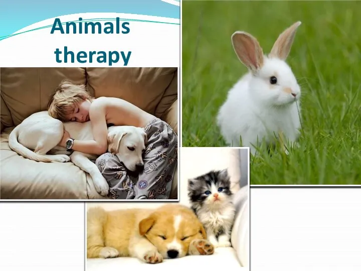 Animals therapy