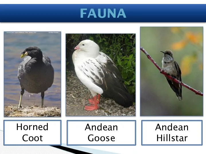 Fauna Andean Goose Horned Coot Andean Hillstar