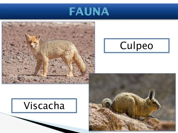 Fauna Viscacha Culpeo