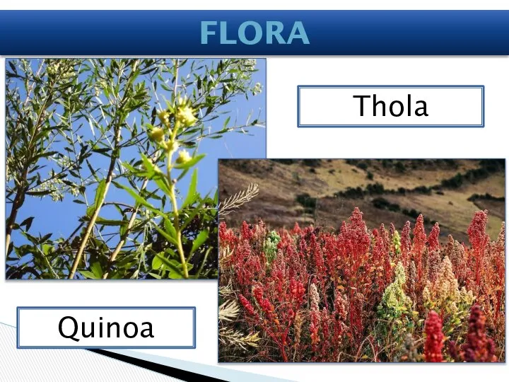 Thola Quinoa Flora