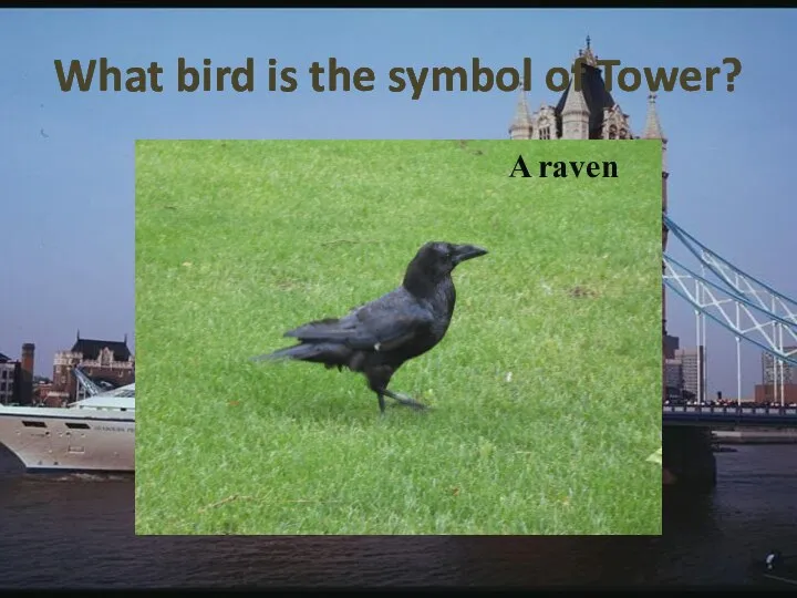 What bird is the symbol of Tower? A raven