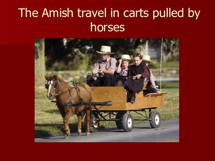 The Amish travel in carts pulled by horses