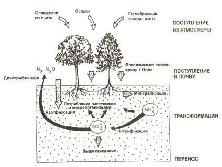 Круговорот азота