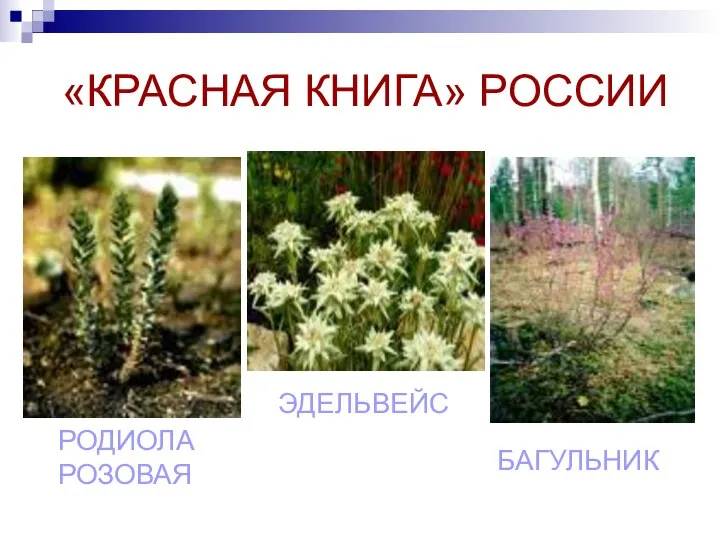 «КРАСНАЯ КНИГА» РОССИИ РОДИОЛА РОЗОВАЯ ЭДЕЛЬВЕЙС БАГУЛЬНИК