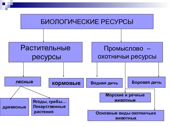 БИОЛОГИЧЕСКИЕ РЕСУРСЫ БИОЛОГИЧЕСКИЕ РЕСУРСЫ Растительные ресурсы Промыслово – охотничьи ресурсы кормовые