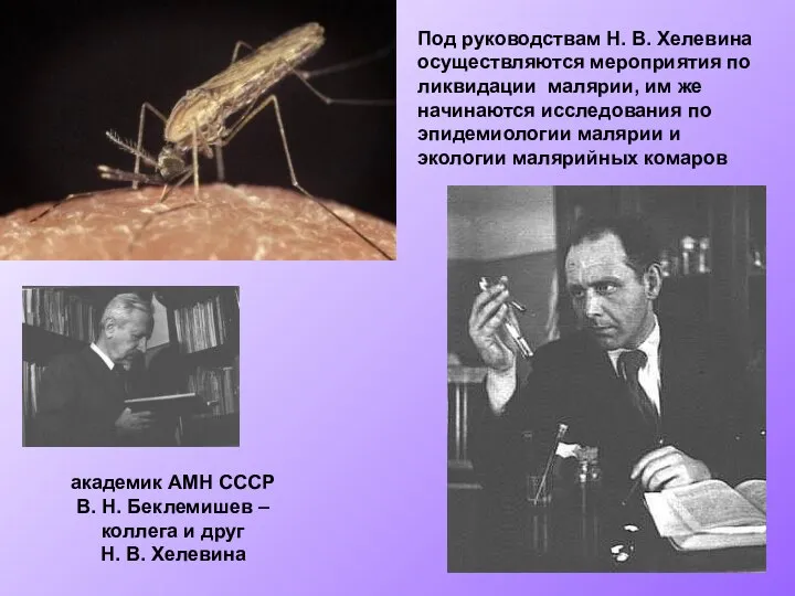 Под руководствам Н. В. Хелевина осуществляются мероприятия по ликвидации малярии, им