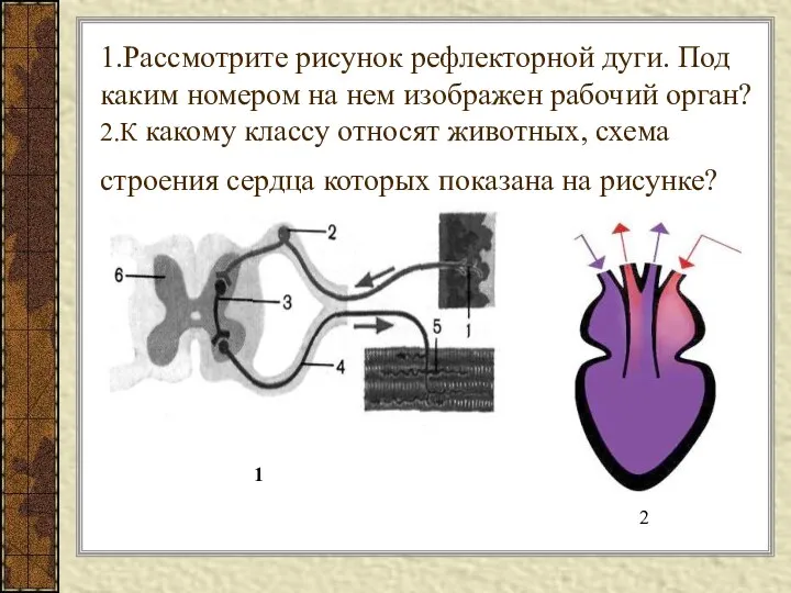 1.Рассмотрите рисунок рефлекторной дуги. Под каким номером на нем изображен рабочий