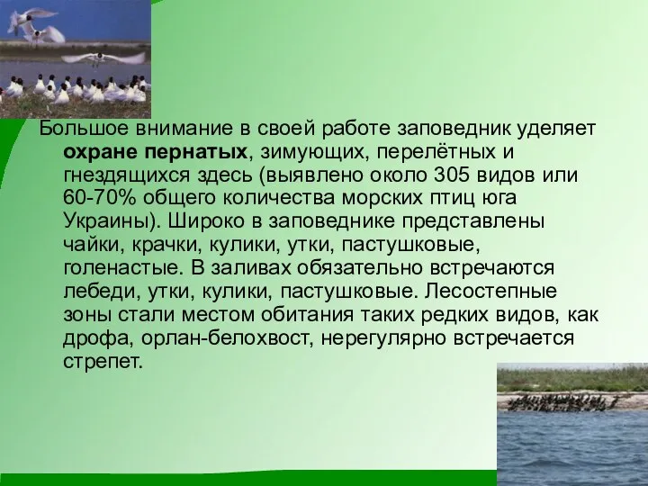 Большое внимание в своей работе заповедник уделяет охране пернатых, зимующих, перелётных