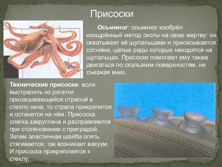 Присоски Осьминог: осьминог изобрёл изощрённый метод охоты на свою жертву: он