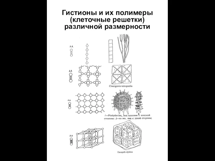 Гистионы и их полимеры (клеточные решетки) различной размерности