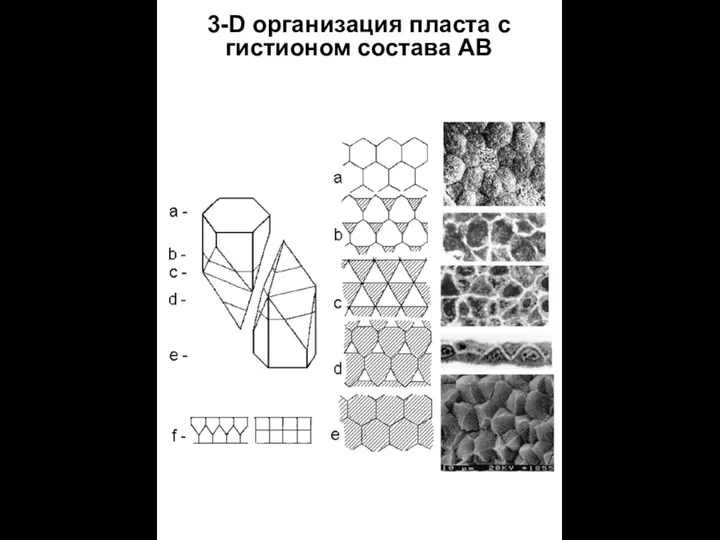 3-D организация пласта с гистионом состава АВ