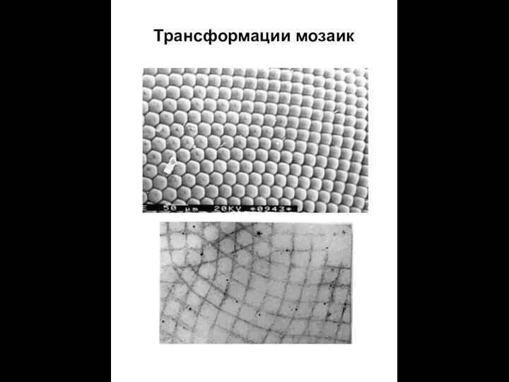 Трансформации мозаик