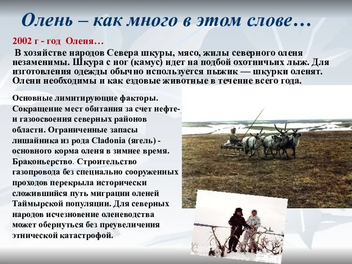 Олень – как много в этом слове… 2002 г - год