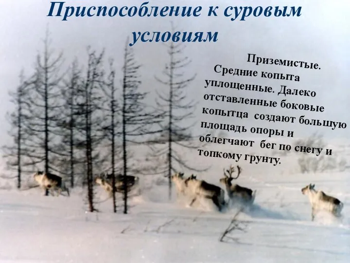 Приземистые. Средние копыта уплощенные. Далеко отставленные боковые копытца создают большую площадь