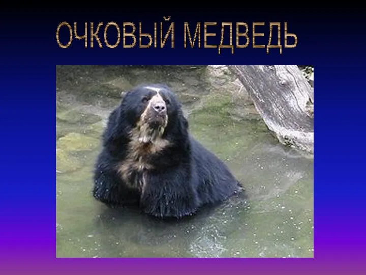 ОЧКОВЫЙ МЕДВЕДЬ