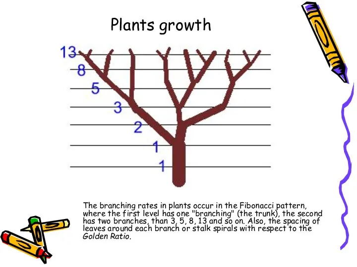 Plants growth The branching rates in plants occur in the Fibonacci