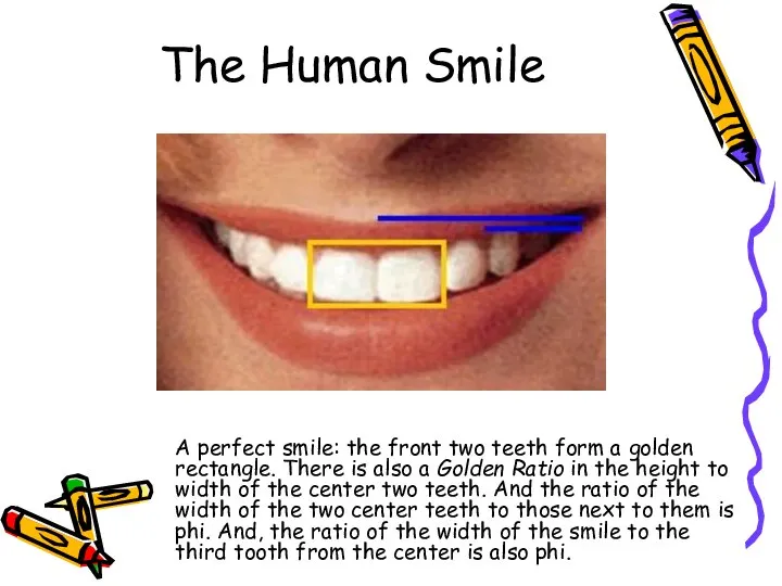 The Human Smile A perfect smile: the front two teeth form