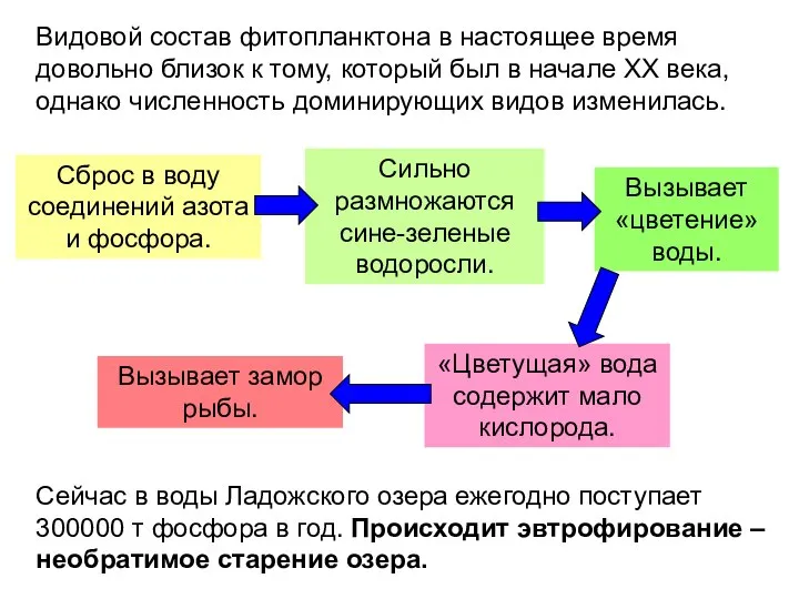 Видовой состав фитопланктона в настоящее время довольно близок к тому, который