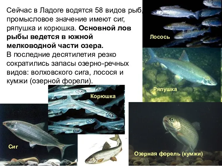 Сиг Озерная форель (кумжи) Сейчас в Ладоге водятся 58 видов рыб,