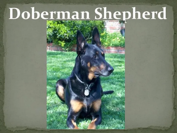Doberman Shepherd