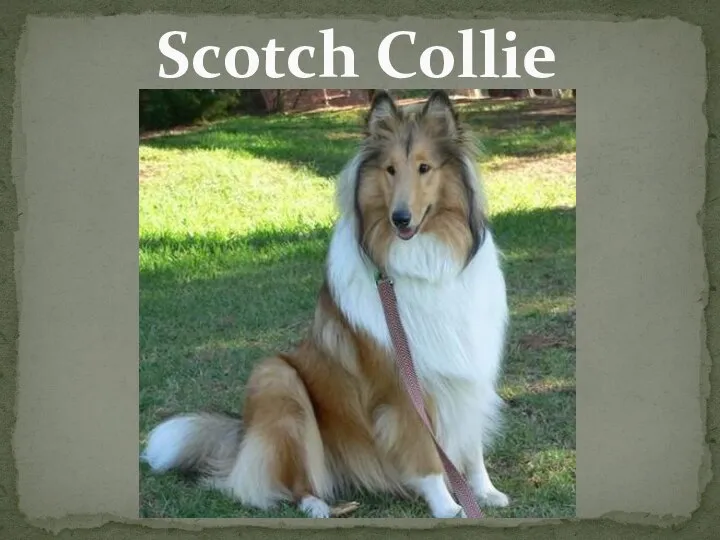 Scotch Collie