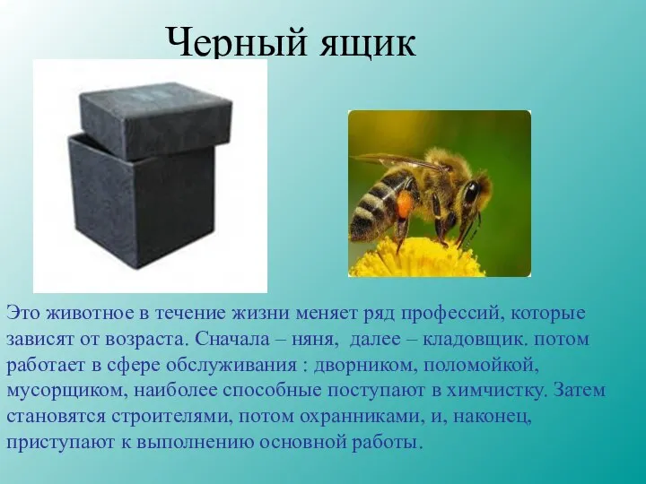Черный ящик Это животное в течение жизни меняет ряд профессий, которые