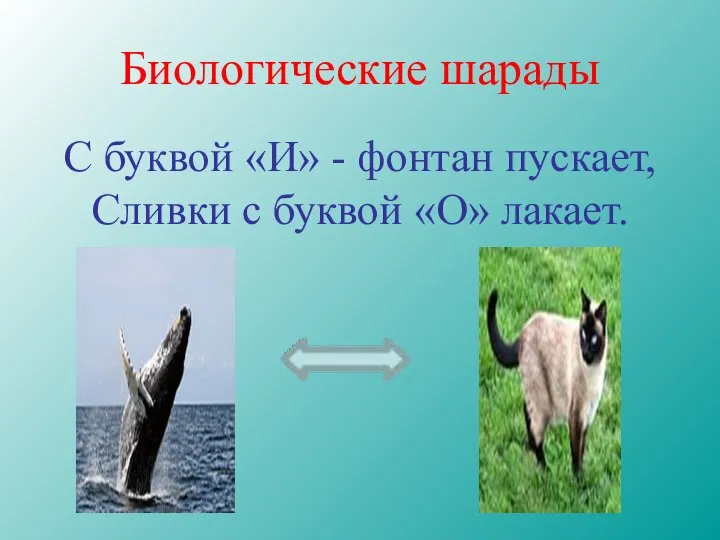 Биологические шарады С буквой «И» - фонтан пускает, Сливки с буквой «О» лакает.