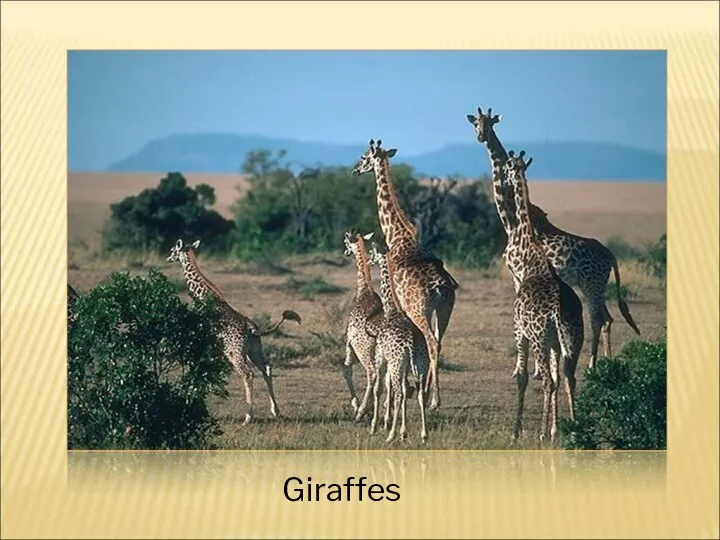 Giraffes