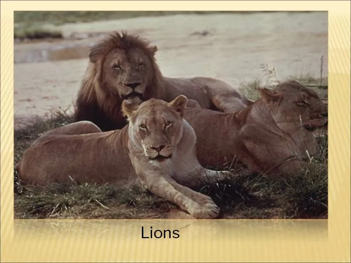 Lions