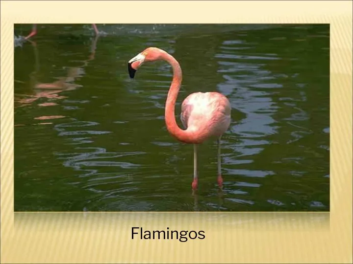 Flamingos