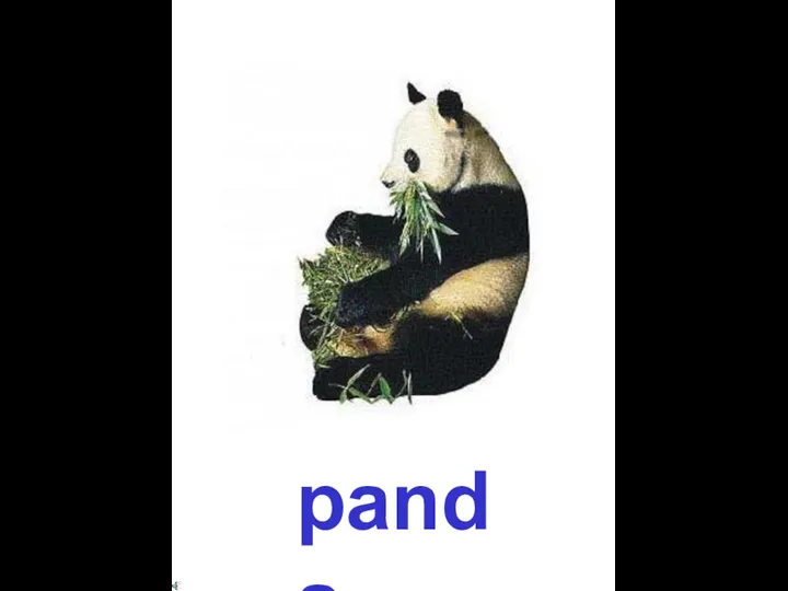 panda