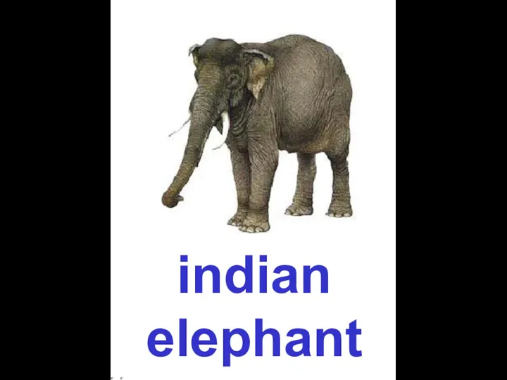 indian elephant