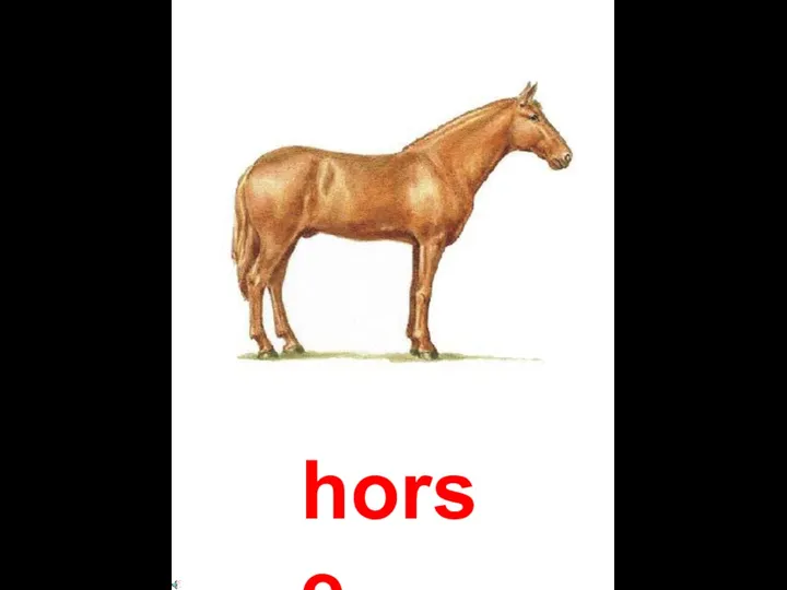 horse