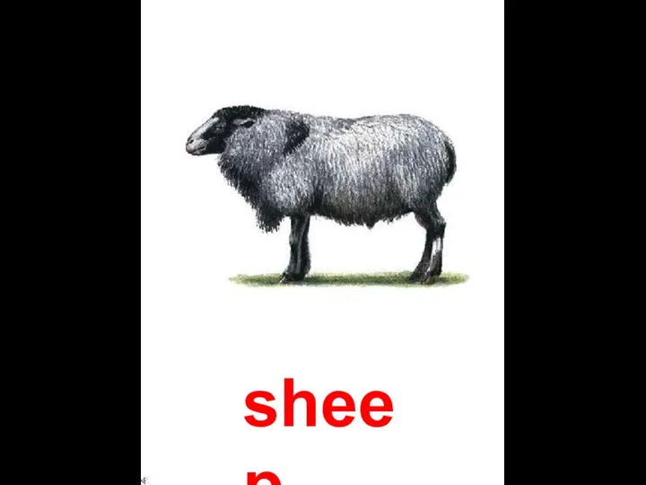 sheep