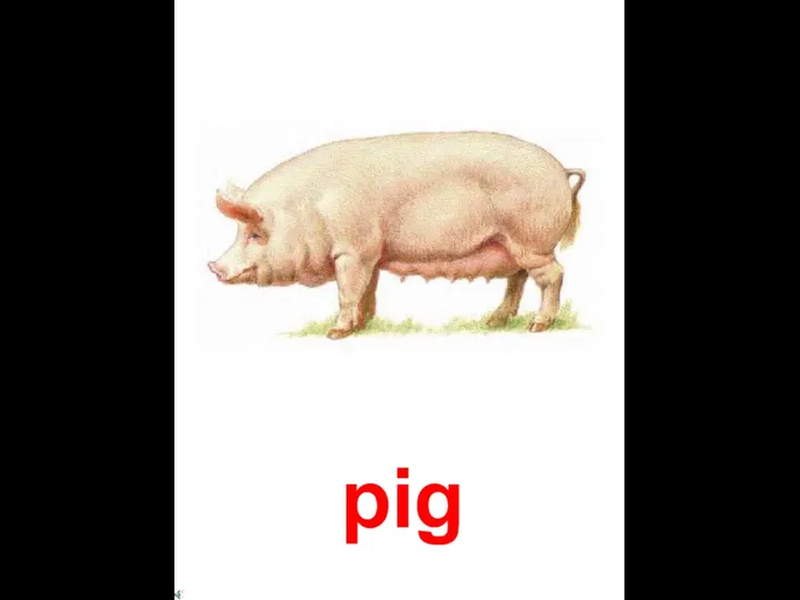 pig