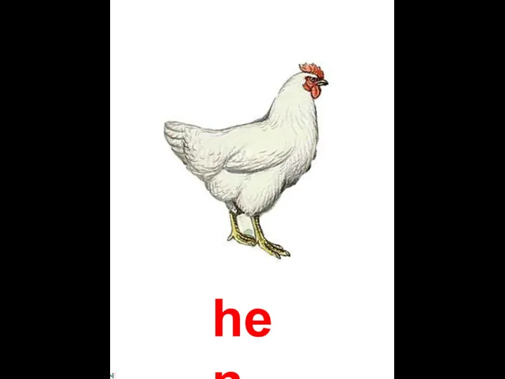 hen